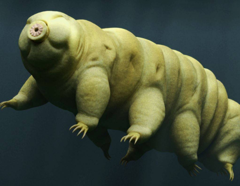 Tardigrad nedir? 6